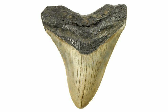 Serrated, Fossil Megalodon Tooth - North Carolina #298941